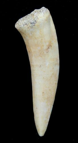 Inch Enchodus Tooth - Extinct Bony Fish #4186